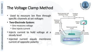The Voltage Clamp Method
• Used to measure ion flow through
specific channels at set voltages
• Two-Electrode System:
• One measures voltage
• One injects current
• Injects current to hold voltage at a
steady level
• Injected current equals membrane
current of opposite polarity
 