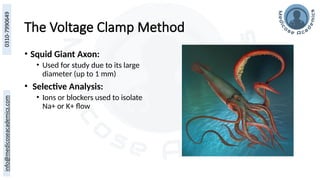 The Voltage Clamp Method
• Squid Giant Axon:
• Used for study due to its large
diameter (up to 1 mm)
• Selective Analysis:
• Ions or blockers used to isolate
Na+ or K+ flow
 
