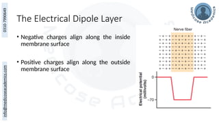 The Electrical Dipole Layer
• Negative charges align along the inside
membrane surface
• Positive charges align along the outside
membrane surface
 