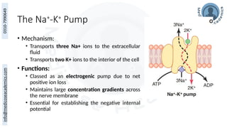 The Na+
-K+
Pump
• Mechanism:
• Transports three Na+ ions to the extracellular
fluid
• Transports two K+ ions to the interior of the cell
• Functions:
• Classed as an electrogenic pump due to net
positive ion loss
• Maintains large concentration gradients across
the nerve membrane
• Essential for establishing the negative internal
potential
 
