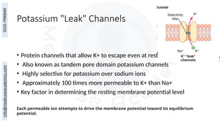 Potassium "Leak" Channels
• Protein channels that allow K+ to escape even at rest
• Also known as tandem pore domain potassium channels
• Highly selective for potassium over sodium ions
• Approximately 100 times more permeable to K+ than Na+
• Key factor in determining the resting membrane potential level
Each permeable ion attempts to drive the membrane potential toward its equilibrium
potential.
 