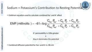 Sodium + Potassium's Contribution to Resting Potential
• Goldman equation used to calculate combined Na+
and K+
effect
K+
permeability is 100x greater
↓
thus it dominates the potential
• Combined diffusion potential for Na+ and K+ is -86 mV
 