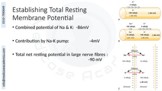 Establishing Total Resting
Membrane Potential
• Combined potential of Na & K: -86mV
• Contribution by Na-K pump: -4mV
• Total net resting potential in large nerve fibres :
-90 mV
 