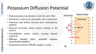 Potassium Diffusion Potential
• High potassium concentration inside the nerve fiber
• Membrane is selectively permeable only to potassium
• Potassium ions diffuse outward down concentration
gradient
• Outward movement carries positive charges to the
exterior
• Non-diffusible anions remain, creating internal
negativity
• Diffusion blocked when potential opposes
concentration gradient
• Mammalian potential -94 mV (negative inside)
 