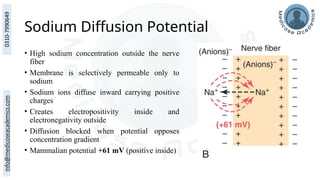 Sodium Diffusion Potential
• High sodium concentration outside the nerve
fiber
• Membrane is selectively permeable only to
sodium
• Sodium ions diffuse inward carrying positive
charges
• Creates electropositivity inside and
electronegativity outside
• Diffusion blocked when potential opposes
concentration gradient
• Mammalian potential +61 mV (positive inside)
 