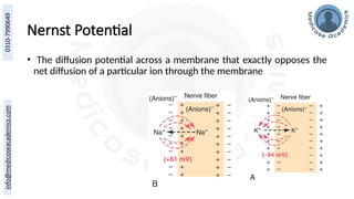 Nernst Potential
• The diffusion potential across a membrane that exactly opposes the
net diffusion of a particular ion through the membrane
 