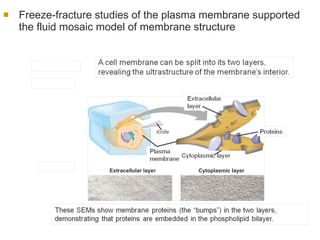 Freeze-fracture studies of the plasma membrane supported the fluid mosaic model of membrane structure A cell is frozen and fractured with a knife. The fracture plane often follows the hydrophobic interior of a membrane, splitting the phospholipid bilayer into two separated layers. The membrane proteins go wholly with one of the layers. Extracellular layer Cytoplasmic layer 