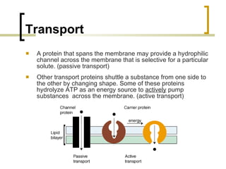 Transport A protein that spans the membrane may provide a hydrophilic channel across the membrane that is selective for a particular solute. (passive transport) Other transport proteins shuttle a substance from one side to the other by changing shape. Some of these proteins hydrolyze ATP as an energy source to  actively  pump substances  across the membrane. (active transport) 