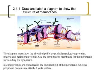 Membranes | PPT | Chemistry | Science