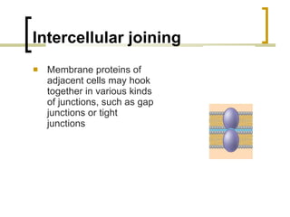 Intercellular joining Membrane proteins of adjacent cells may hook together in various kinds of junctions, such as gap junctions or tight junctions 
