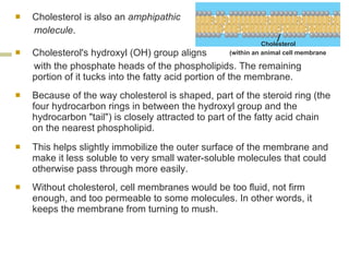 Cholesterol is also an  amphipathic  molecule . Cholesterol's hydroxyl (OH) group aligns  with the phosphate heads of the phospholipids. The remaining portion of it tucks into the fatty acid portion of the membrane.  Because of the way cholesterol is shaped, part of the steroid ring (the four hydrocarbon rings in between the hydroxyl group and the hydrocarbon "tail") is closely attracted to part of the fatty acid chain on the nearest phospholipid.  This helps slightly immobilize the outer surface of the membrane and make it less soluble to very small water-soluble molecules that could otherwise pass through more easily. Without cholesterol, cell membranes would be too fluid, not firm enough, and too permeable to some molecules. In other words, it keeps the membrane from turning to mush.  (within an animal cell membrane Cholesterol 