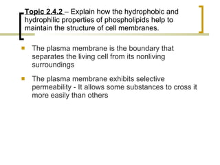 The plasma membrane is the boundary that separates the living cell from its nonliving surroundings  The plasma membrane exhibits selective permeability - It allows some substances to cross it more easily than others Topic 2.4.2  – Explain how the hydrophobic and hydrophilic properties of phospholipids help to maintain the structure of cell membranes. 