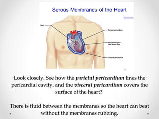 Look closely. See how theLook closely. See how the parietal pericardiumparietal pericardium lines thelines the
pericardial cavity, and thepericardial cavity, and the visceral pericardiumvisceral pericardium covers thecovers the
surface of the heart?surface of the heart?
There is fluid between the membranes so the heart can beatThere is fluid between the membranes so the heart can beat
without the membranes rubbing.without the membranes rubbing.
 