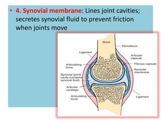 Membranes | PPTX