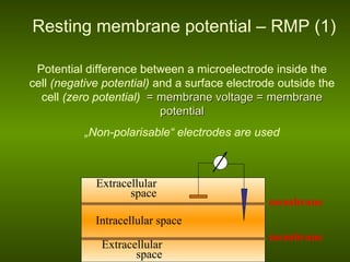 membrane Resting membrane potential – RMP  (1) Potential difference between a microelectrode inside the cell  (negative potential)  and a surface electrode outside the cell  (zero potential)   = membrane voltage = membrane potential „ Non-polaris able “ electrodes are used membrane Extracellular space Extracellular space Intracellular space 