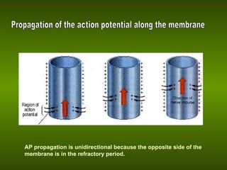 Propagation of the action potential along the membrane AP propagation is unidirectional because the opposite side of the membrane is in the refractory period. 