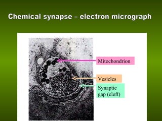 Mitochondrion Vesicles Synaptic gap (cleft) Chemical synapse – electron micrograph 