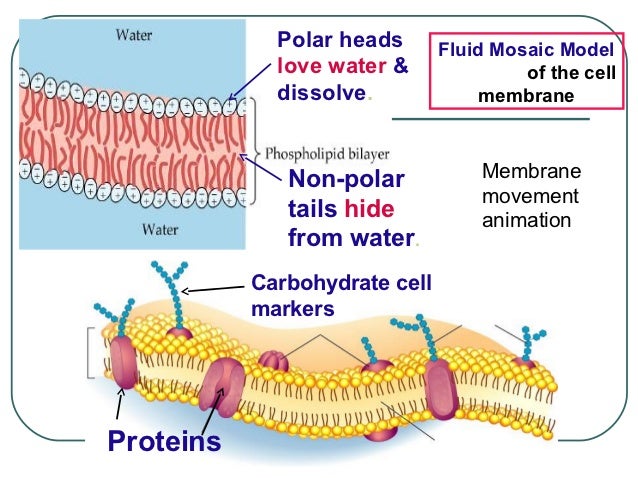 Membranes and osmosis