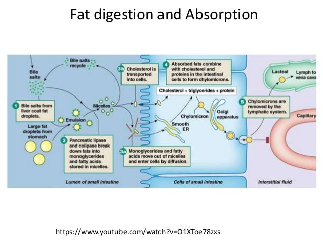 how is cholesterol transported into human cells