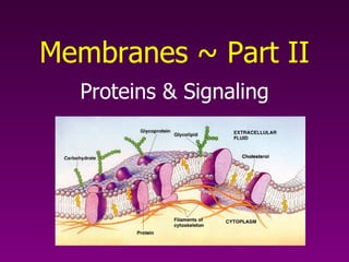 Proteins & Signaling Membranes ~ Part II 
