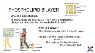 PHOSPHOLIPID BILAYER 
What is a phospholipid? 
Phospholipids are molecules. They have a hydrophilic phosphate head and two hydrophobic lipid tails. 
What is a bilayer? 
The phospholipids form a double layer, with 
the tails on the inside and the heads facing outwards. 
The hydrophilic heads are in contact with the cytoplasm and extracellular matrix  