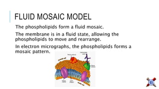 FLUID MOSAIC MODEL 
The phospholipids form a fluid mosaic. 
The membrane is in a fluid state, allowing the phospholipids to move and rearrange. 
In electron micrographs, the phospholipids forms a mosaic pattern.  