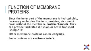 FUNCTION OF MEMBRANE PROTEINS 
Since the inner part of the membrane is hydrophobic, necessary molecules like ions, proteins, etccannot cross without the membrane protein channels. They can provide facilitated diffusion or active transport (using ATP) 
Other membrane proteins can be enzymes. 
Some proteins are electron carriers.  