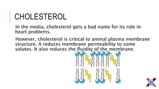 CHOLESTEROL 
In the media, cholesterol gets a bad name for its role in heart problems. 
However, cholesterol is critical to animal plasma membrane structure. It reduces membrane permeability to some solutes. It also reduces the fluidity of the membrane. 