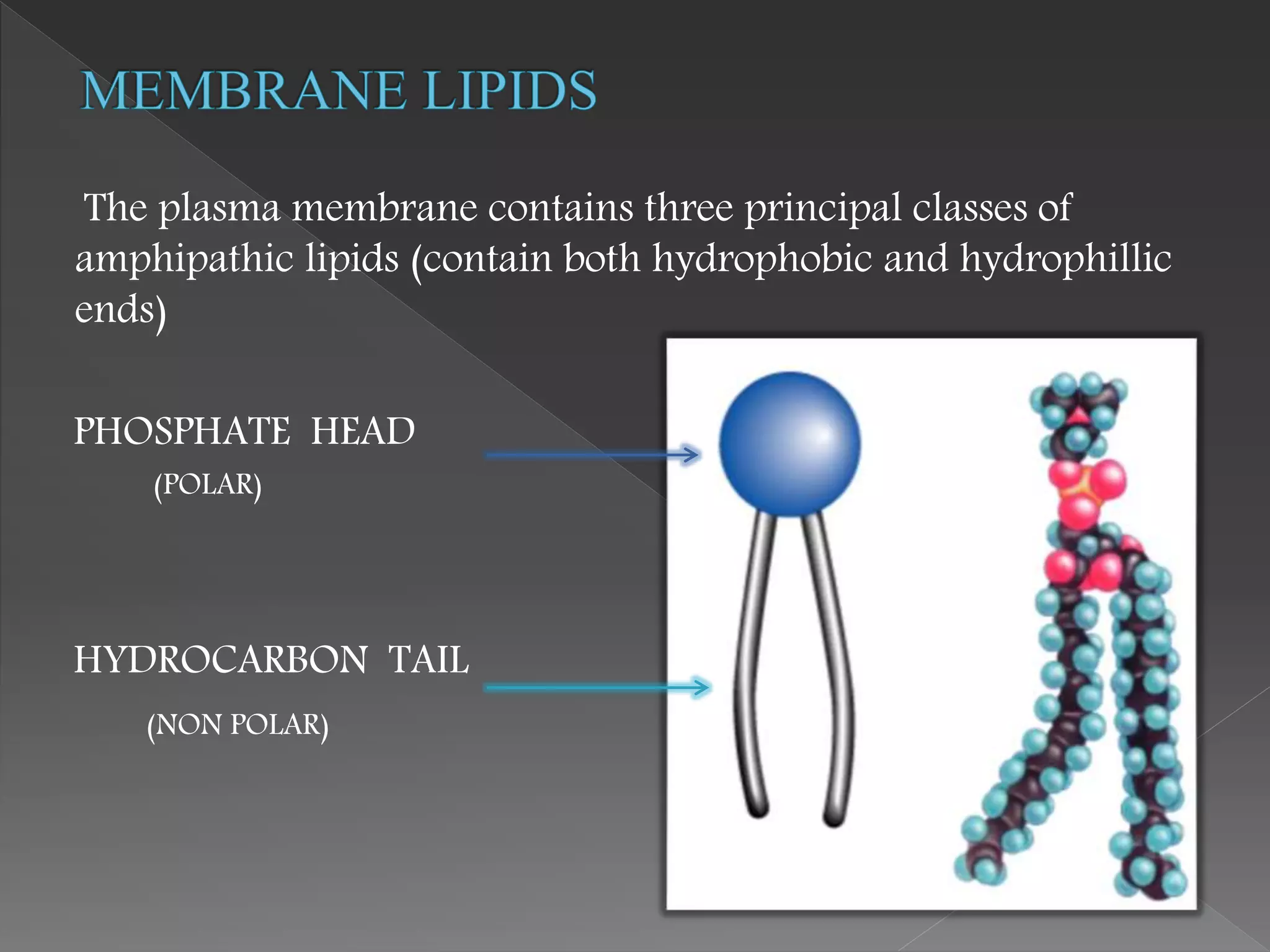 The plasma membrane contains three principal classes of
amphipathic lipids (contain both hydrophobic and hydrophillic
ends)
PHOSPHATE HEAD
(POLAR)
HYDROCARBON TAIL
(NON POLAR)
 