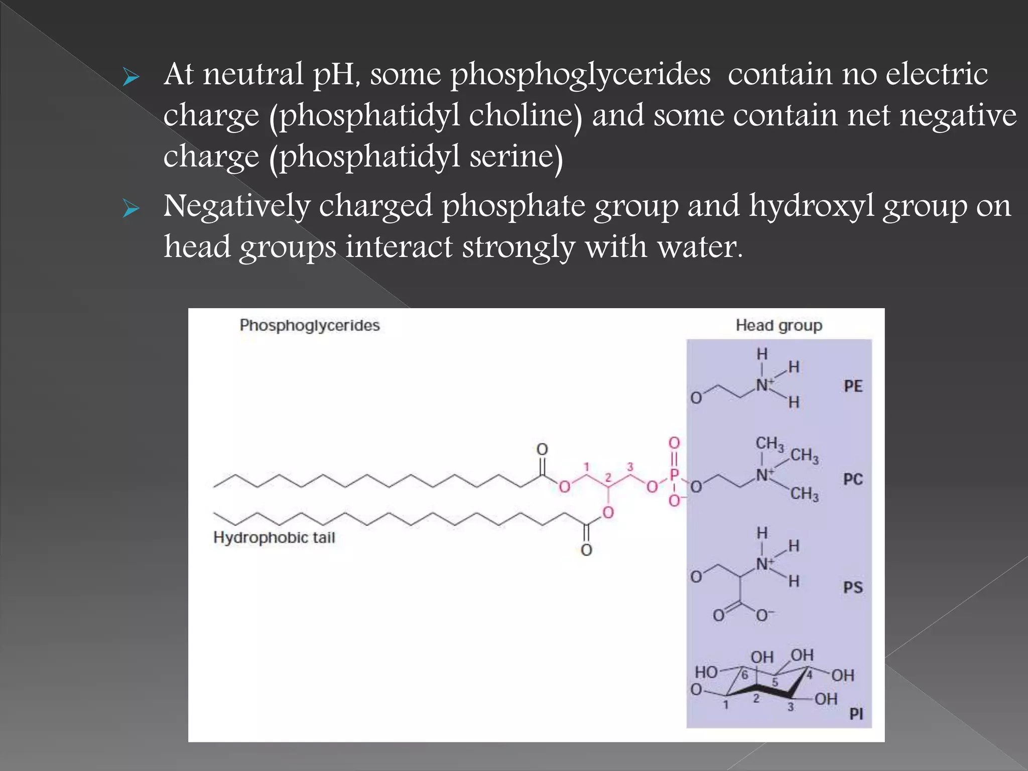  At neutral pH, some phosphoglycerides contain no electric
charge (phosphatidyl choline) and some contain net negative
charge (phosphatidyl serine)
 Negatively charged phosphate group and hydroxyl group on
head groups interact strongly with water.
 