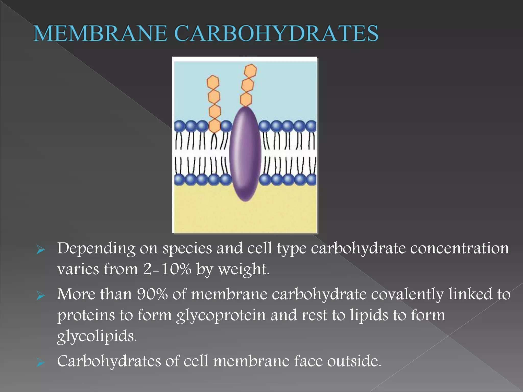  Depending on species and cell type carbohydrate concentration
varies from 2-10% by weight.
 More than 90% of membrane carbohydrate covalently linked to
proteins to form glycoprotein and rest to lipids to form
glycolipids.
 Carbohydrates of cell membrane face outside.
 