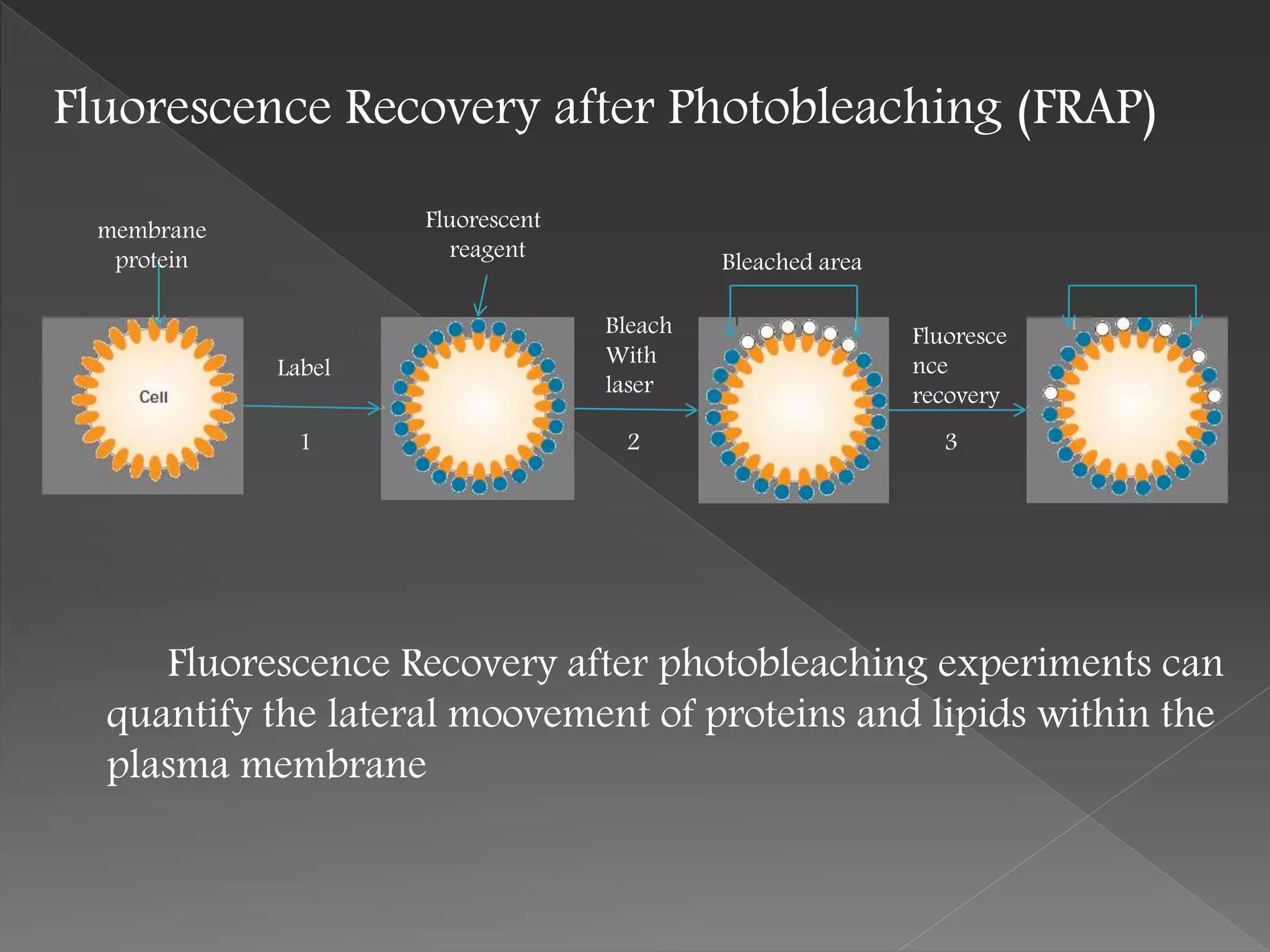 Fluorescence Recovery after Photobleaching (FRAP)
Fluorescence Recovery after photobleaching experiments can
quantify the lateral moovement of proteins and lipids within the
plasma membrane
Label
Bleach
With
laser
Fluoresce
nce
recovery
membrane
protein
Fluorescent
reagent
Bleached area
1 2 3
 
