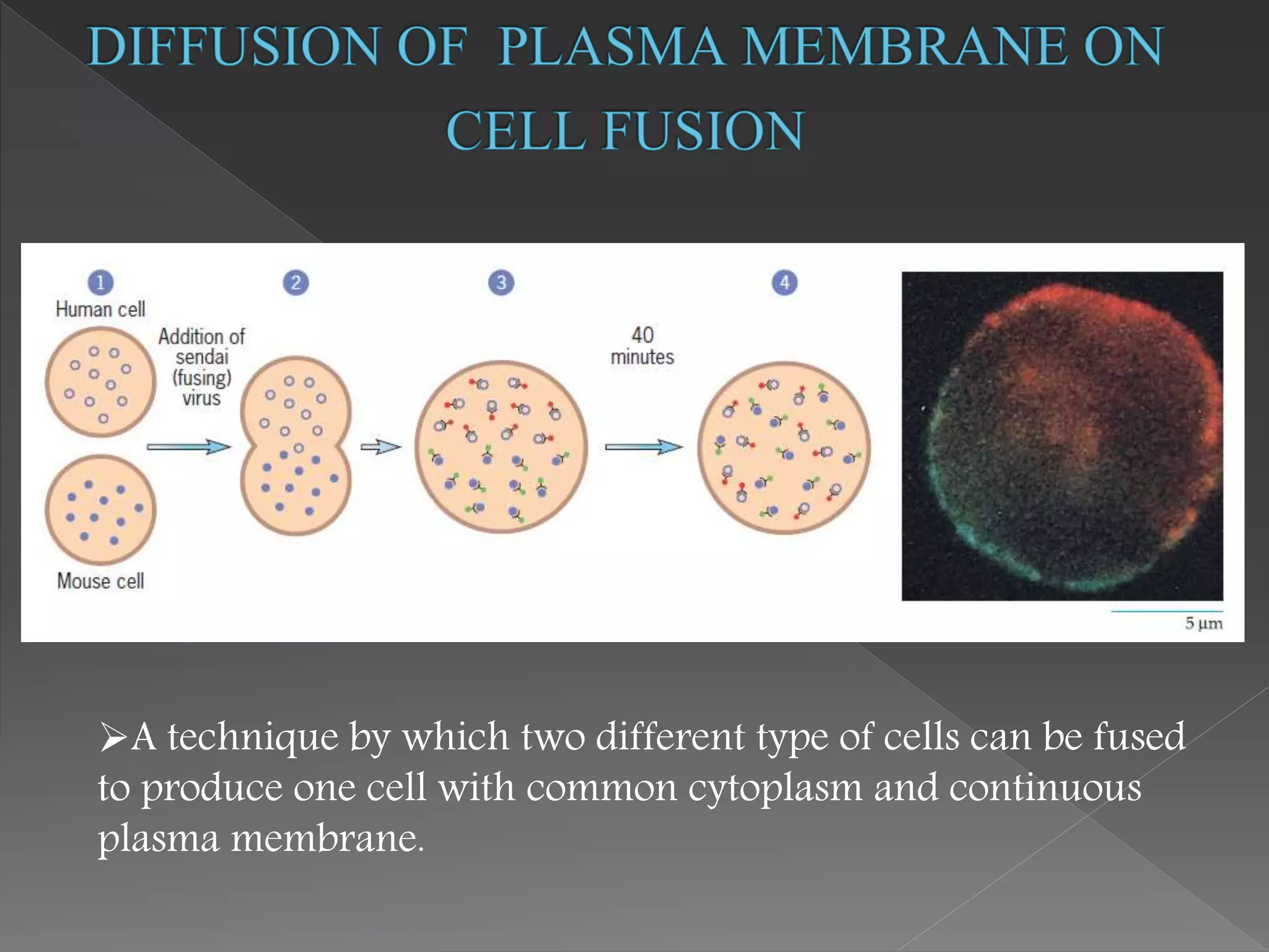 A technique by which two different type of cells can be fused
to produce one cell with common cytoplasm and continuous
plasma membrane.
 