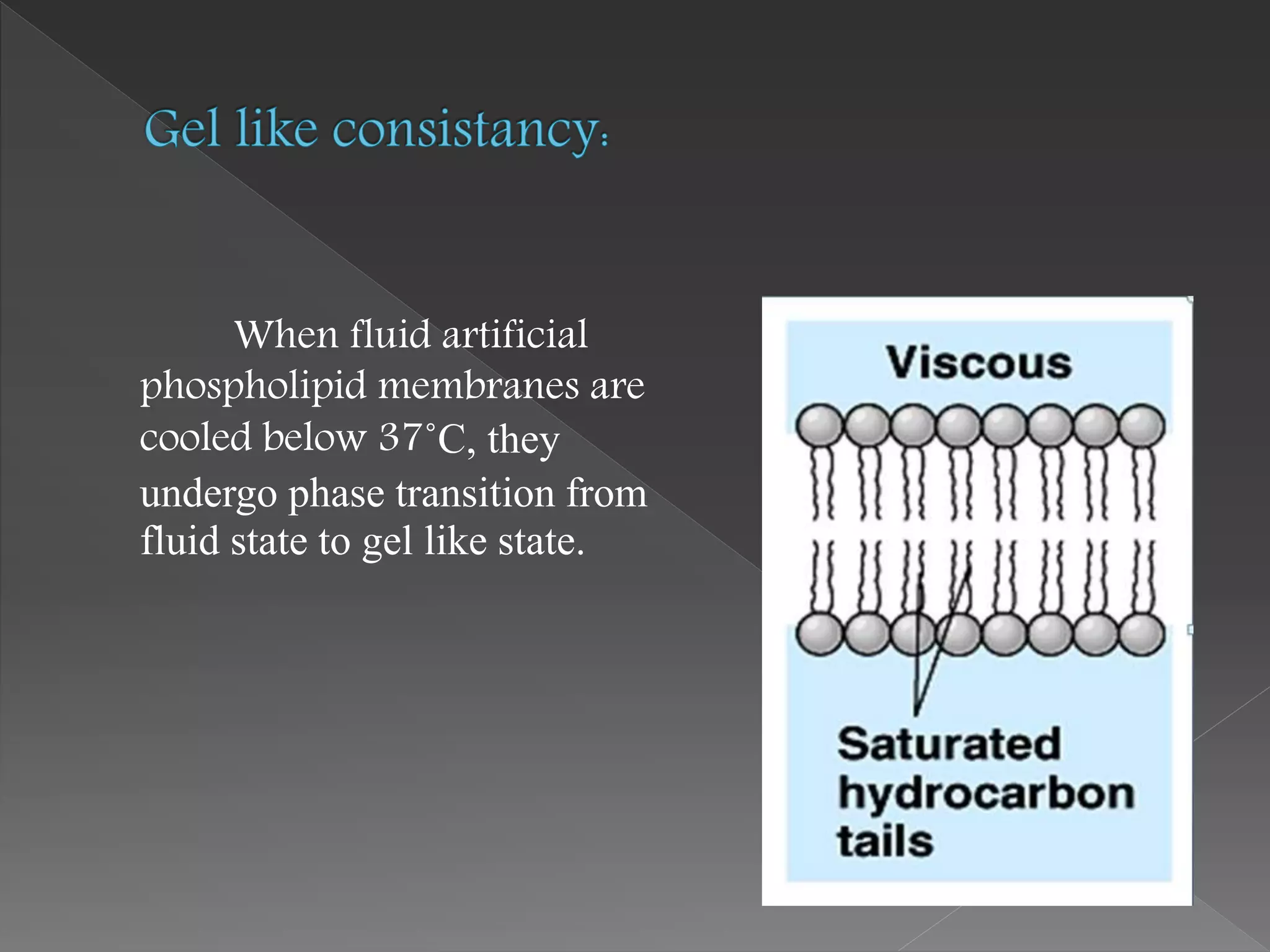 When fluid artificial
phospholipid membranes are
cooled below 37˚C, they
undergo phase transition from
fluid state to gel like state.
 
