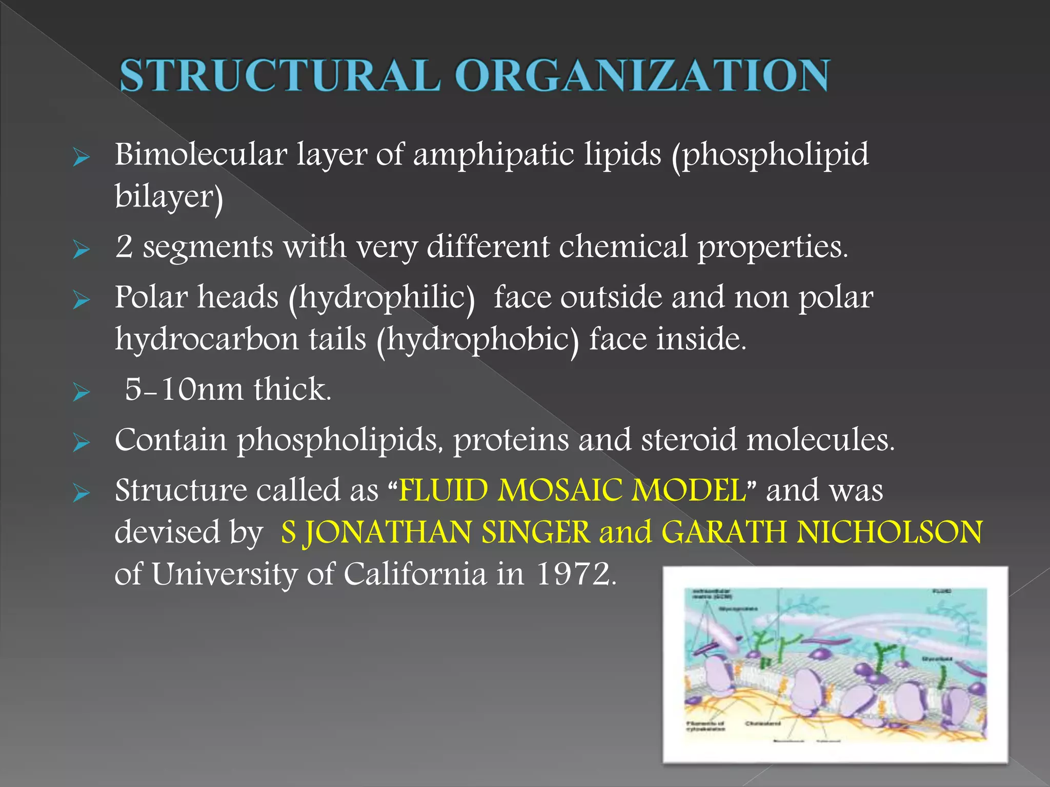  Bimolecular layer of amphipatic lipids (phospholipid
bilayer)
 2 segments with very different chemical properties.
 Polar heads (hydrophilic) face outside and non polar
hydrocarbon tails (hydrophobic) face inside.
 5-10nm thick.
 Contain phospholipids, proteins and steroid molecules.
 Structure called as “FLUID MOSAIC MODEL” and was
devised by S JONATHAN SINGER and GARATH NICHOLSON
of University of California in 1972.
 