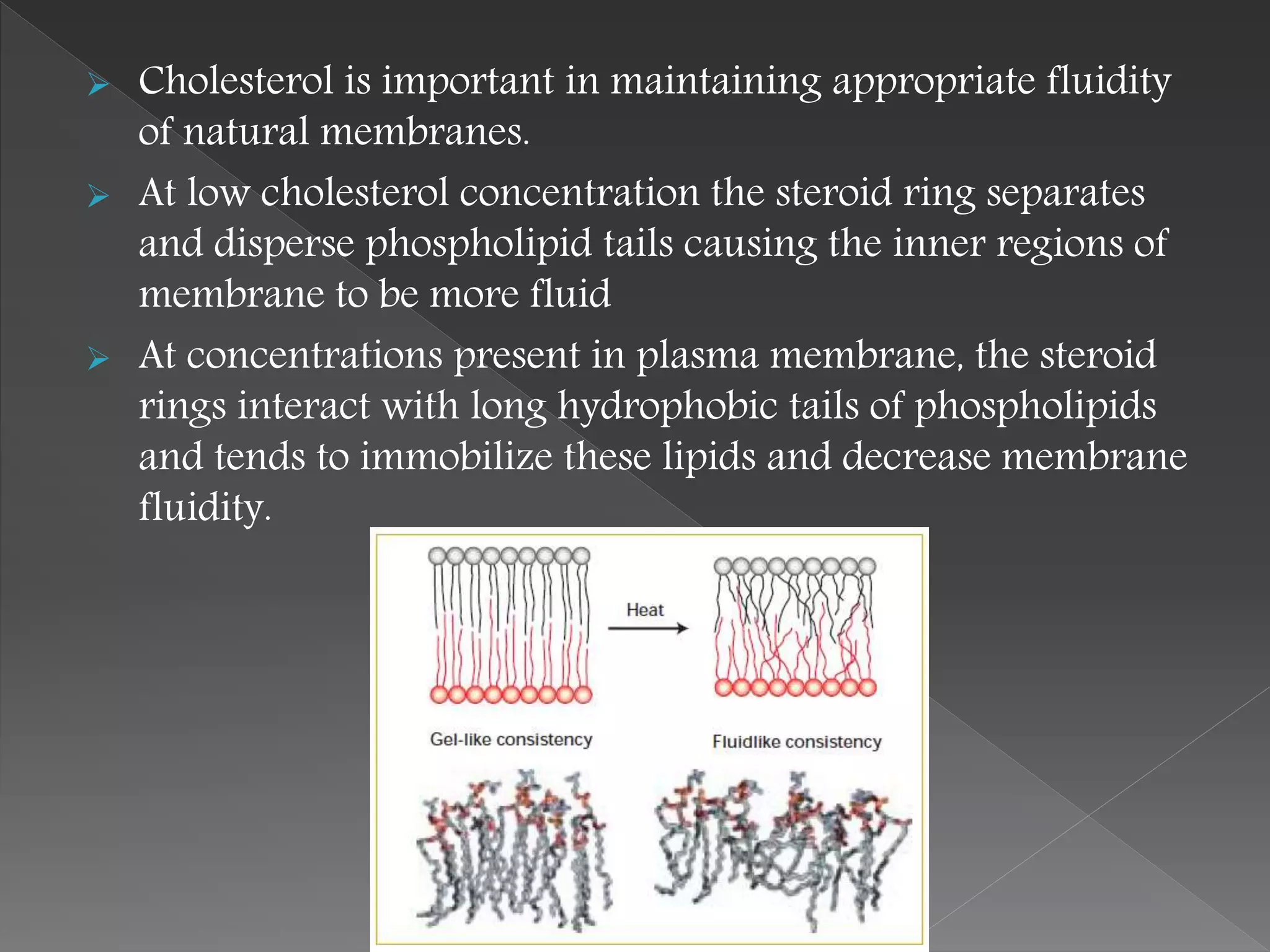  Cholesterol is important in maintaining appropriate fluidity
of natural membranes.
 At low cholesterol concentration the steroid ring separates
and disperse phospholipid tails causing the inner regions of
membrane to be more fluid
 At concentrations present in plasma membrane, the steroid
rings interact with long hydrophobic tails of phospholipids
and tends to immobilize these lipids and decrease membrane
fluidity.
 