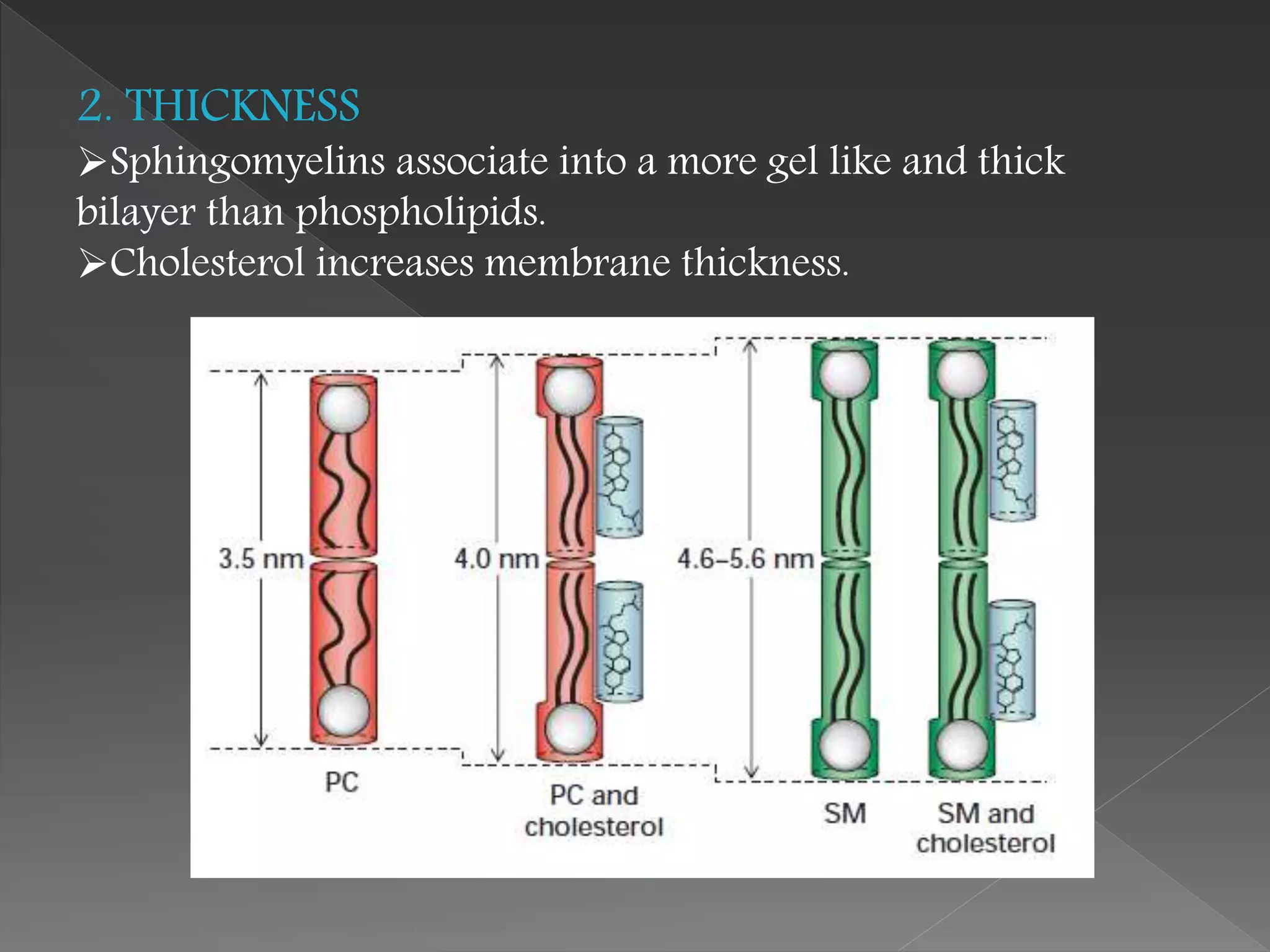 2. THICKNESS
Sphingomyelins associate into a more gel like and thick
bilayer than phospholipids.
Cholesterol increases membrane thickness.
 