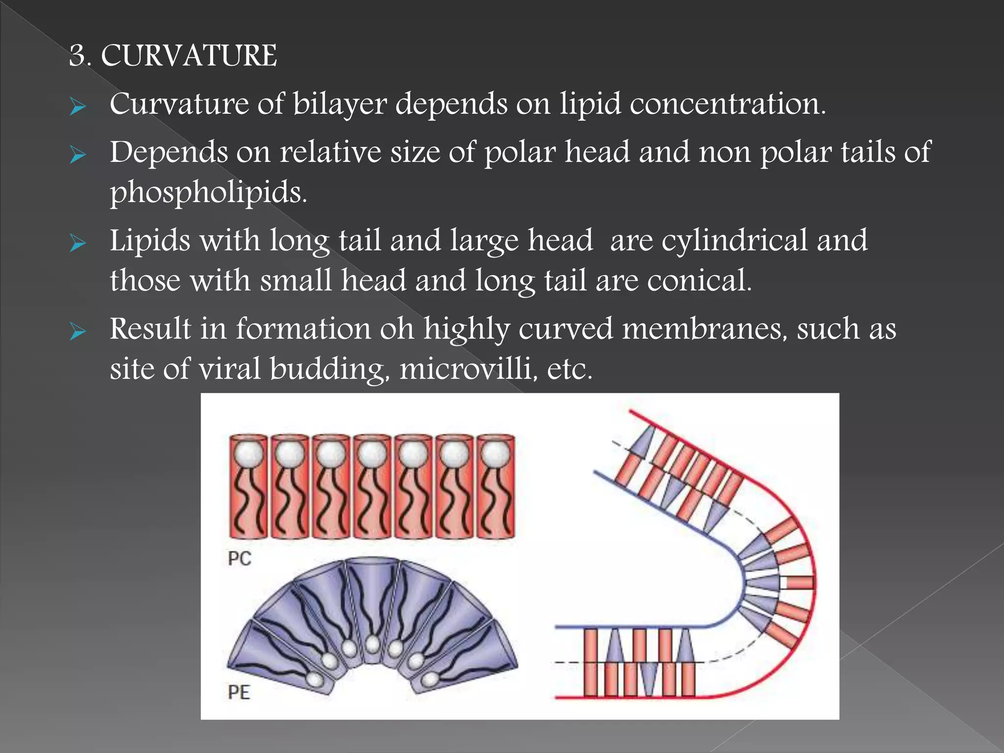 3. CURVATURE
 Curvature of bilayer depends on lipid concentration.
 Depends on relative size of polar head and non polar tails of
phospholipids.
 Lipids with long tail and large head are cylindrical and
those with small head and long tail are conical.
 Result in formation oh highly curved membranes, such as
site of viral budding, microvilli, etc.
 