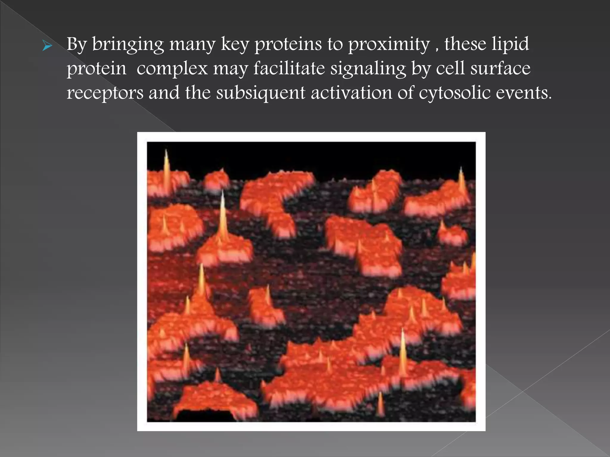  By bringing many key proteins to proximity , these lipid
protein complex may facilitate signaling by cell surface
receptors and the subsiquent activation of cytosolic events.
 