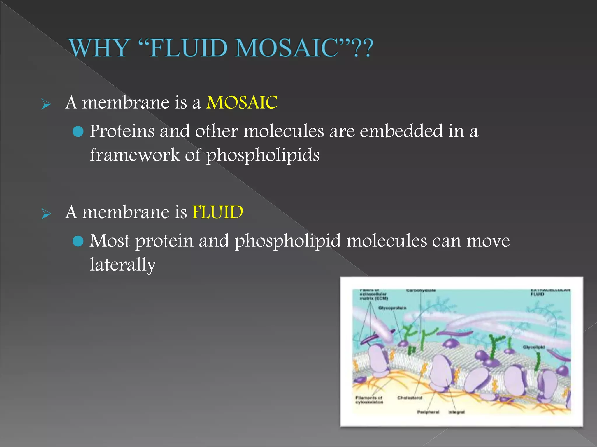  A membrane is a MOSAIC
 Proteins and other molecules are embedded in a
framework of phospholipids
 A membrane is FLUID
 Most protein and phospholipid molecules can move
laterally
 