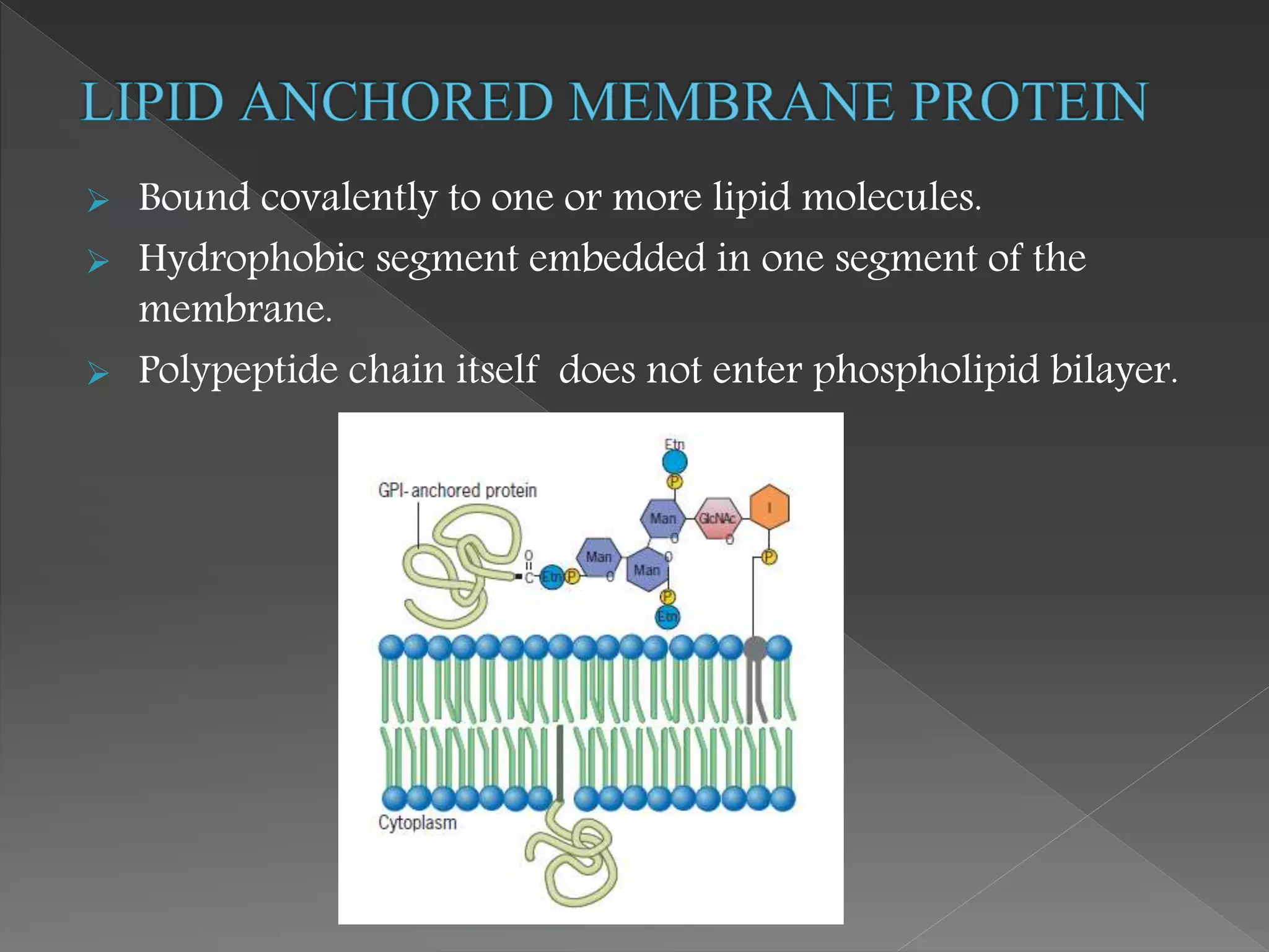  Bound covalently to one or more lipid molecules.
 Hydrophobic segment embedded in one segment of the
membrane.
 Polypeptide chain itself does not enter phospholipid bilayer.
 