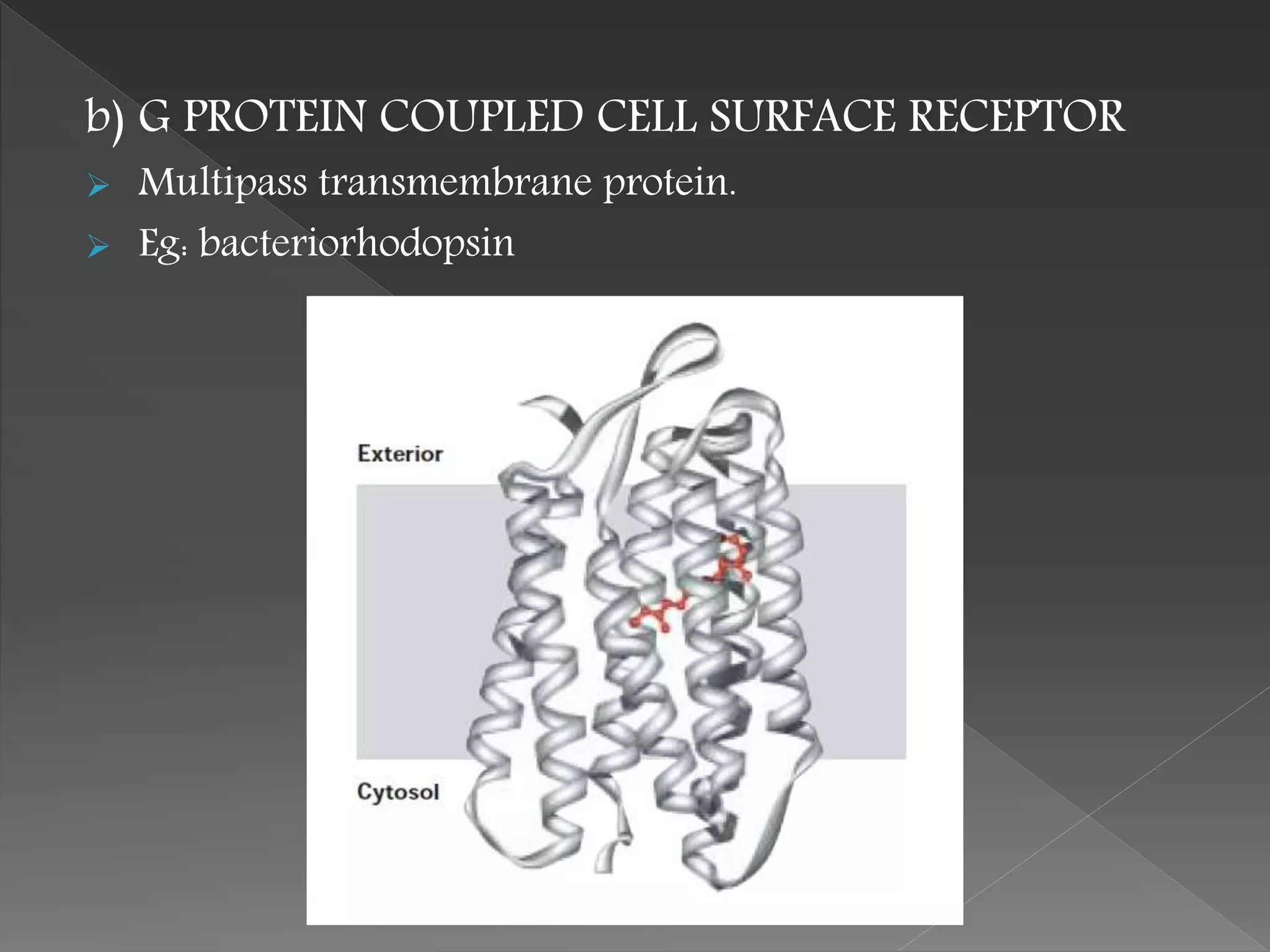 b) G PROTEIN COUPLED CELL SURFACE RECEPTOR
 Multipass transmembrane protein.
 Eg: bacteriorhodopsin
 
