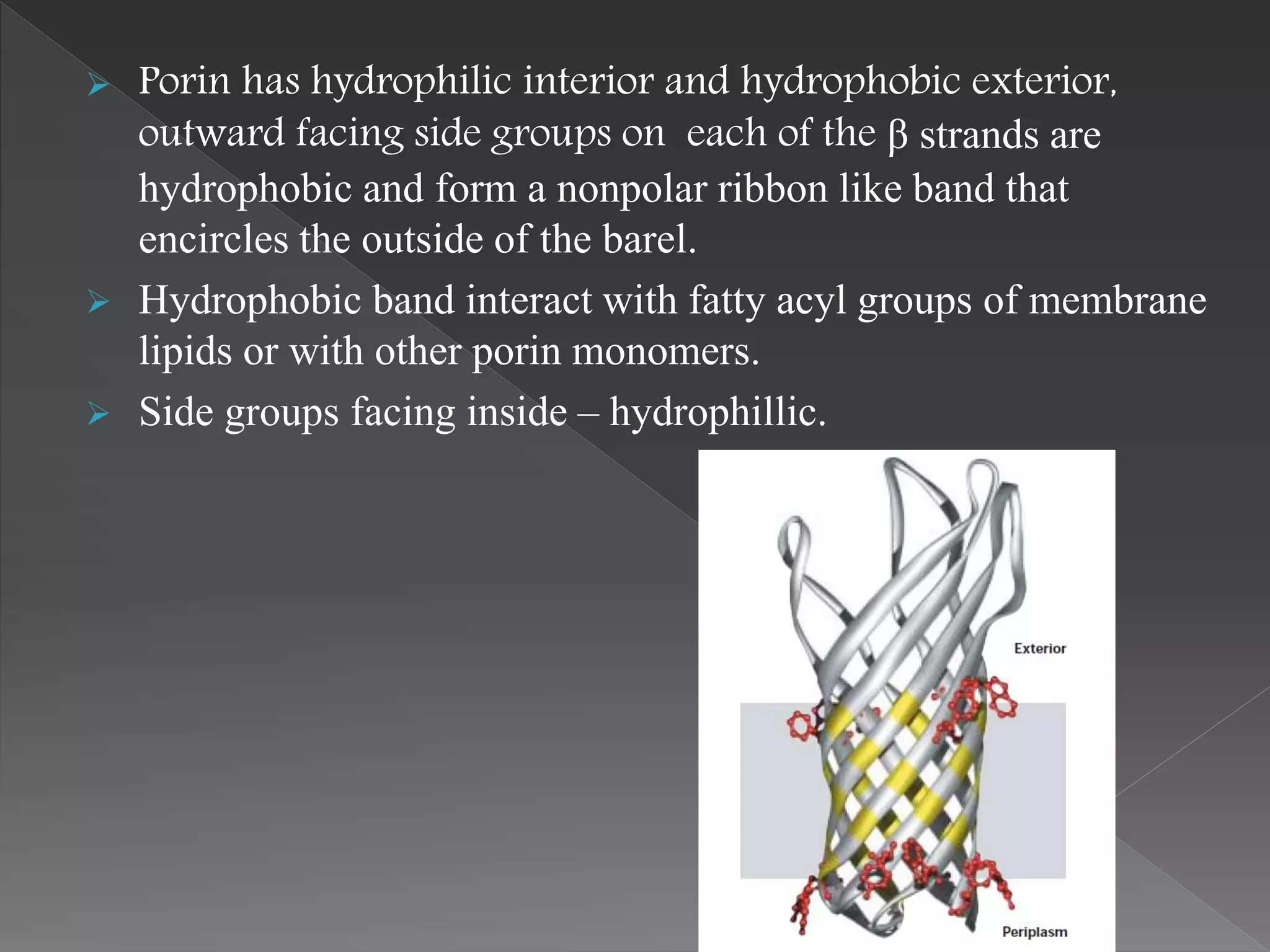  Porin has hydrophilic interior and hydrophobic exterior,
outward facing side groups on each of the β strands are
hydrophobic and form a nonpolar ribbon like band that
encircles the outside of the barel.
 Hydrophobic band interact with fatty acyl groups of membrane
lipids or with other porin monomers.
 Side groups facing inside – hydrophillic.
 