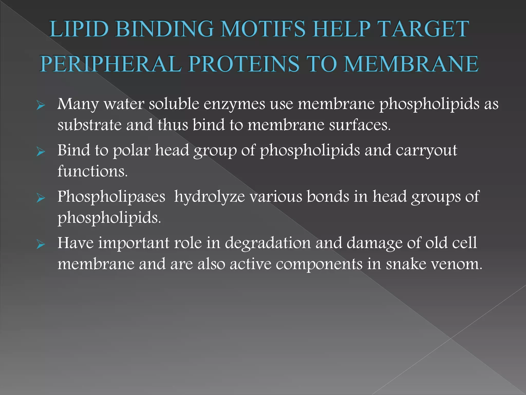  Many water soluble enzymes use membrane phospholipids as
substrate and thus bind to membrane surfaces.
 Bind to polar head group of phospholipids and carryout
functions.
 Phospholipases hydrolyze various bonds in head groups of
phospholipids.
 Have important role in degradation and damage of old cell
membrane and are also active components in snake venom.
 