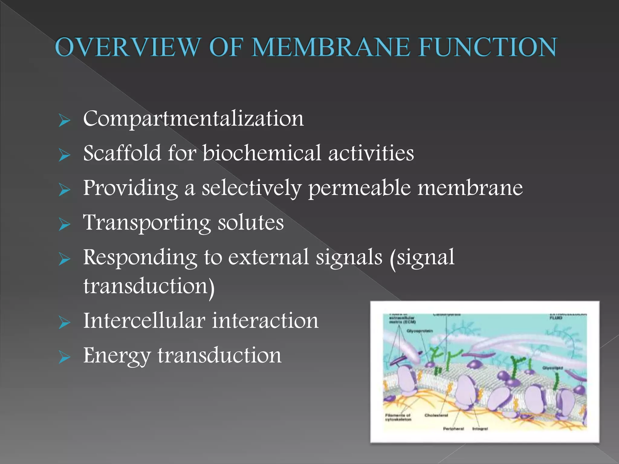  Compartmentalization
 Scaffold for biochemical activities
 Providing a selectively permeable membrane
 Transporting solutes
 Responding to external signals (signal
transduction)
 Intercellular interaction
 Energy transduction
 