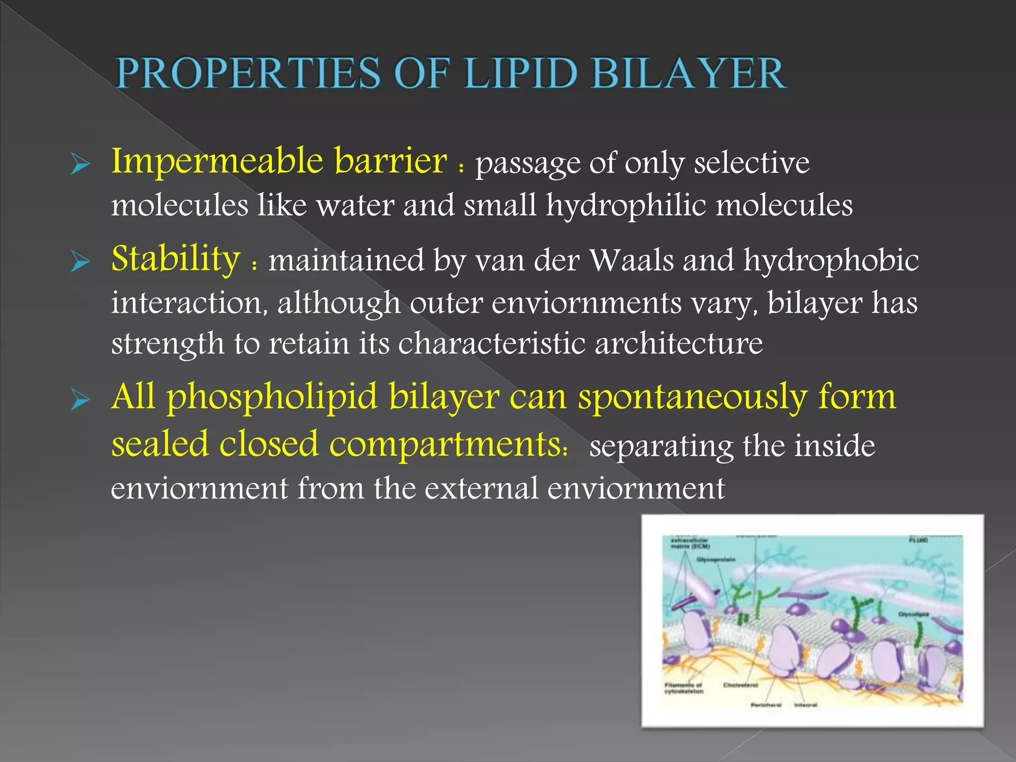  Impermeable barrier : passage of only selective
molecules like water and small hydrophilic molecules
 Stability : maintained by van der Waals and hydrophobic
interaction, although outer enviornments vary, bilayer has
strength to retain its characteristic architecture
 All phospholipid bilayer can spontaneously form
sealed closed compartments: separating the inside
enviornment from the external enviornment
 