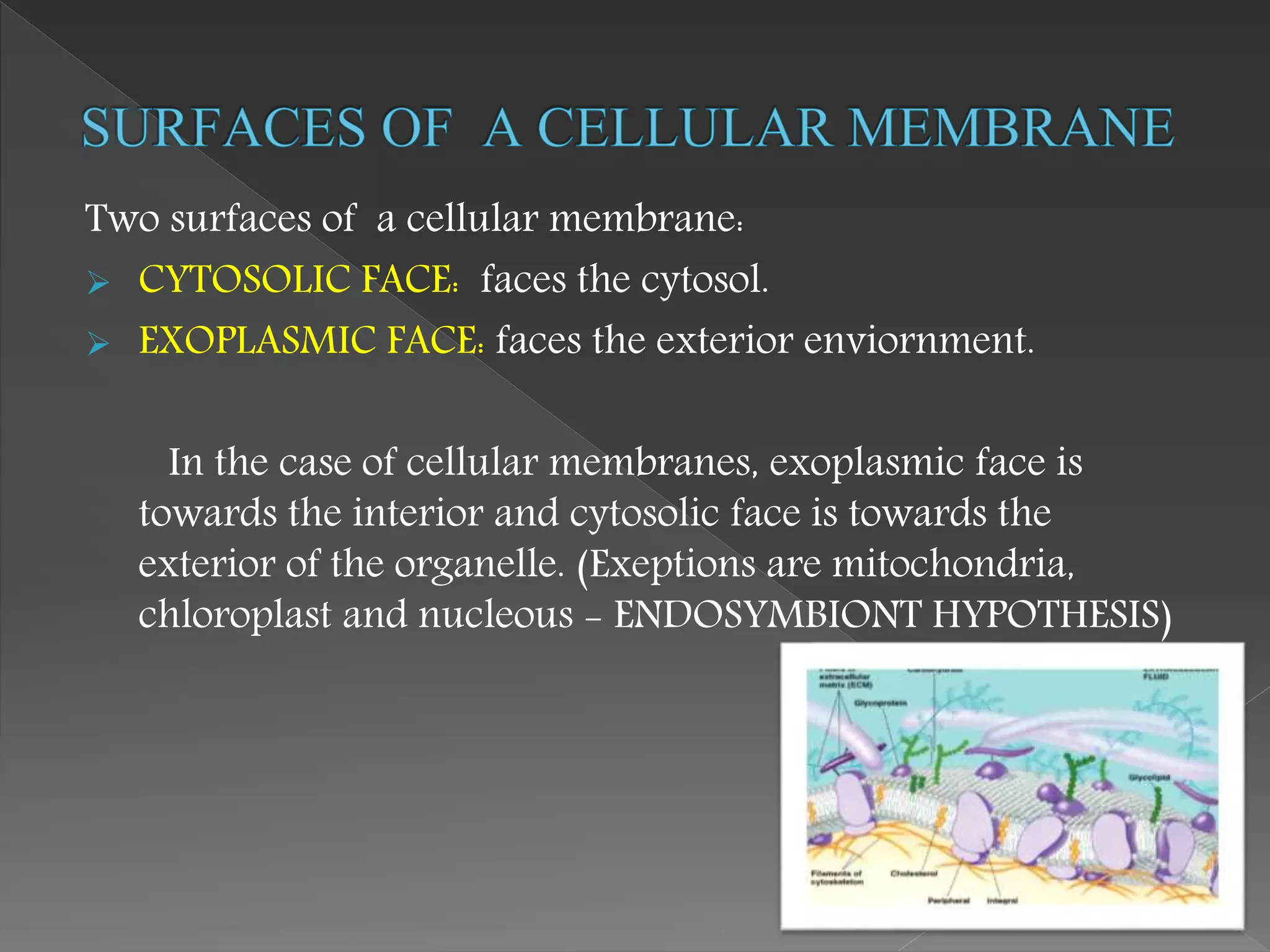 Two surfaces of a cellular membrane:
 CYTOSOLIC FACE: faces the cytosol.
 EXOPLASMIC FACE: faces the exterior enviornment.
In the case of cellular membranes, exoplasmic face is
towards the interior and cytosolic face is towards the
exterior of the organelle. (Exeptions are mitochondria,
chloroplast and nucleous - ENDOSYMBIONT HYPOTHESIS)
 