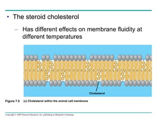 Copyright © 2005 Pearson Education, Inc. publishing as Benjamin Cummings
• The steroid cholesterol
– Has different effects on membrane fluidity at
different temperatures
Figure 7.5 (c) Cholesterol within the animal cell membrane
Cholesterol
 