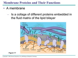 Copyright © 2005 Pearson Education, Inc. publishing as Benjamin Cummings
Figure 7.7
Glycoprotein
Carbohydrate
Microfilaments
of cytoskeleton Cholesterol Peripheral
protein
Integral
protein
CYTOPLASMIC SIDE
OF MEMBRANE
EXTRACELLULAR
SIDE OF
MEMBRANE
Glycolipid
Membrane Proteins and Their Functions
• A membrane
– Is a collage of different proteins embedded in
the fluid matrix of the lipid bilayer
Fibers of
extracellular
matrix (ECM)
 