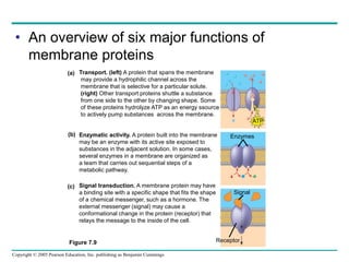 Copyright © 2005 Pearson Education, Inc. publishing as Benjamin Cummings
• An overview of six major functions of
membrane proteins
Figure 7.9
Transport. (left) A protein that spans the membrane
may provide a hydrophilic channel across the
membrane that is selective for a particular solute.
(right) Other transport proteins shuttle a substance
from one side to the other by changing shape. Some
of these proteins hydrolyze ATP as an energy ssource
to actively pump substances across the membrane.
Enzymatic activity. A protein built into the membrane
may be an enzyme with its active site exposed to
substances in the adjacent solution. In some cases,
several enzymes in a membrane are organized as
a team that carries out sequential steps of a
metabolic pathway.
Signal transduction. A membrane protein may have
a binding site with a specific shape that fits the shape
of a chemical messenger, such as a hormone. The
external messenger (signal) may cause a
conformational change in the protein (receptor) that
relays the message to the inside of the cell.
(a)
(b)
(c)
ATP
Enzymes
Signal
Receptor
 